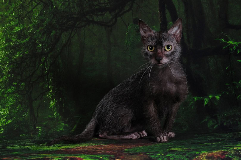Lykoi Cat