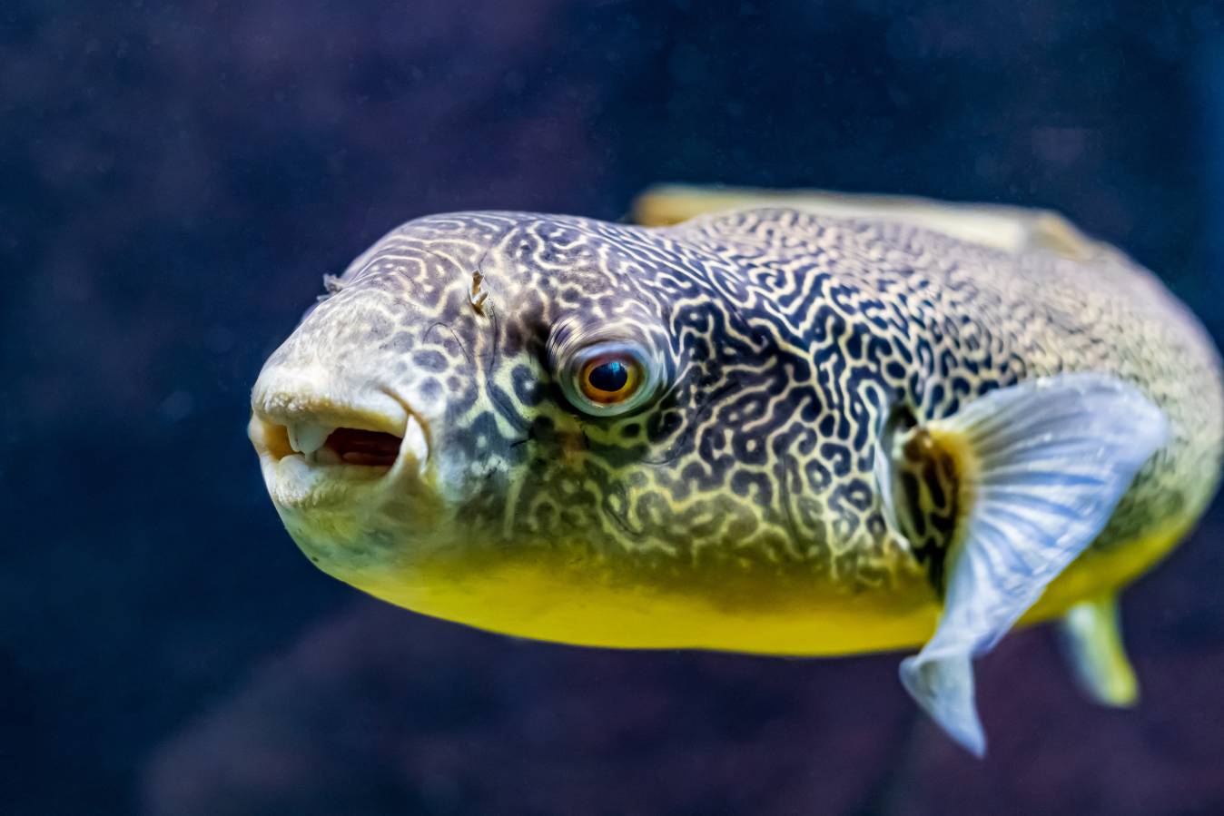 MBU Puffer