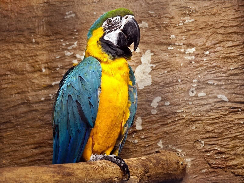 Macaw