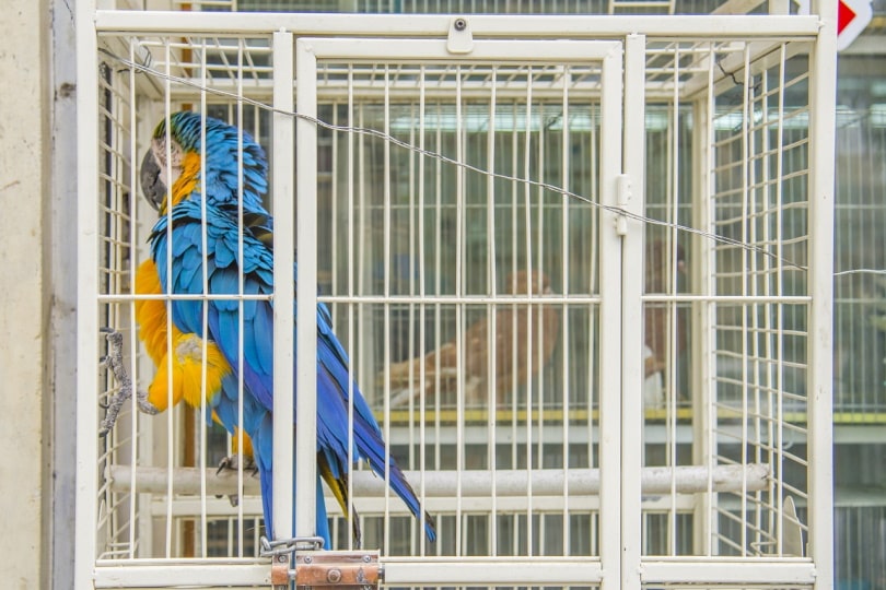 Macaw inside a cage