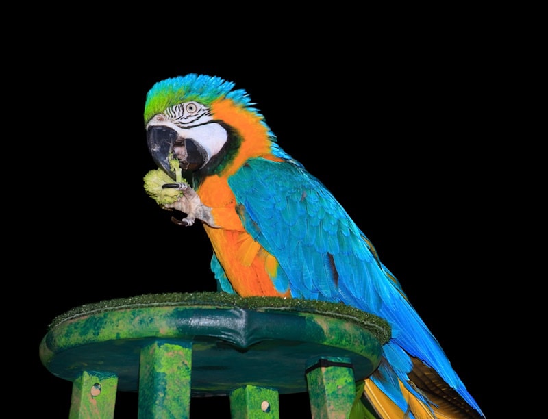 Macaw standing on a stool