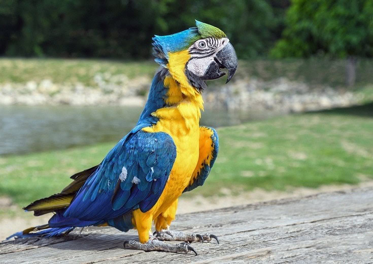 Macaw