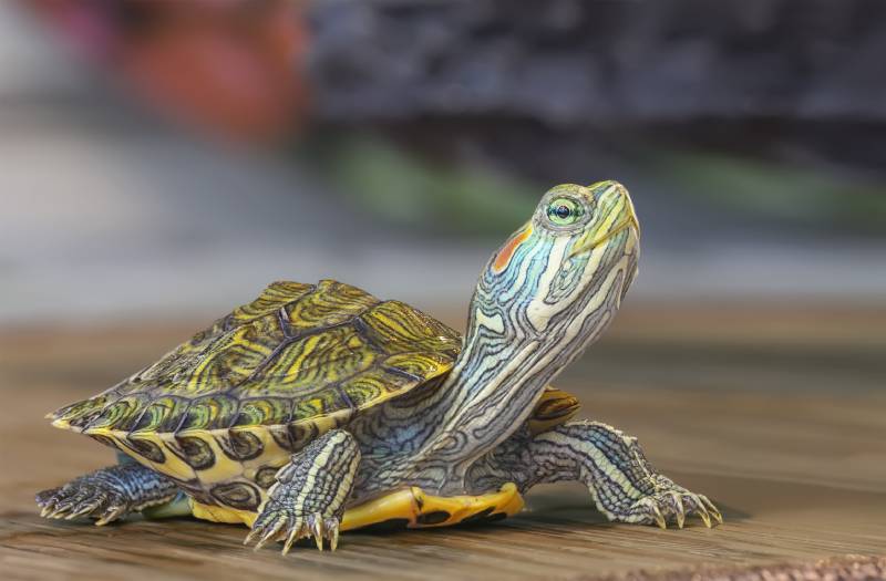 Macro of a small red-eared turtle