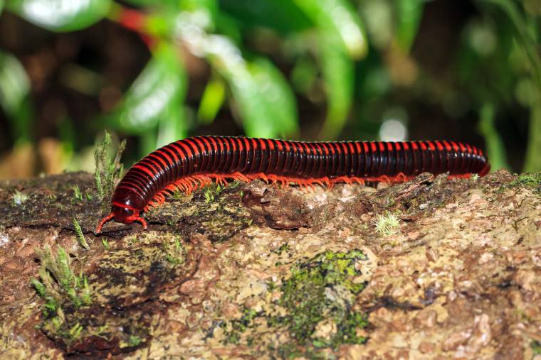 Madagascan Fire Giant Millipedes_Dennis Van De Water_Shutterstock