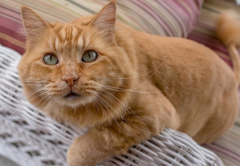 Orange Tabby Maine Coon
