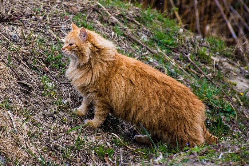 Maine Coon