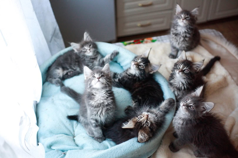 Maine Coon kiitens lying