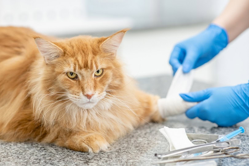 Maine coon cat having its paw bandaged