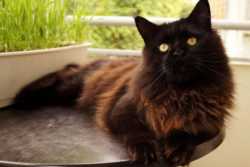 Maine coon cat sitting on table in the balcony