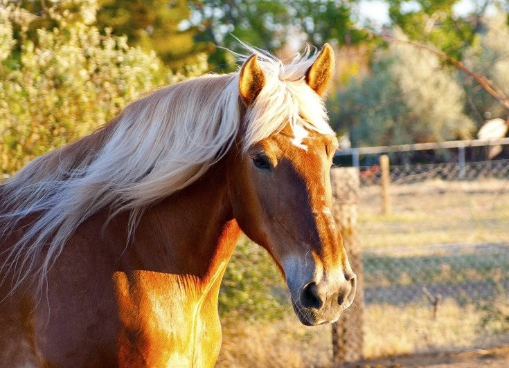 Majestic Clydesdale