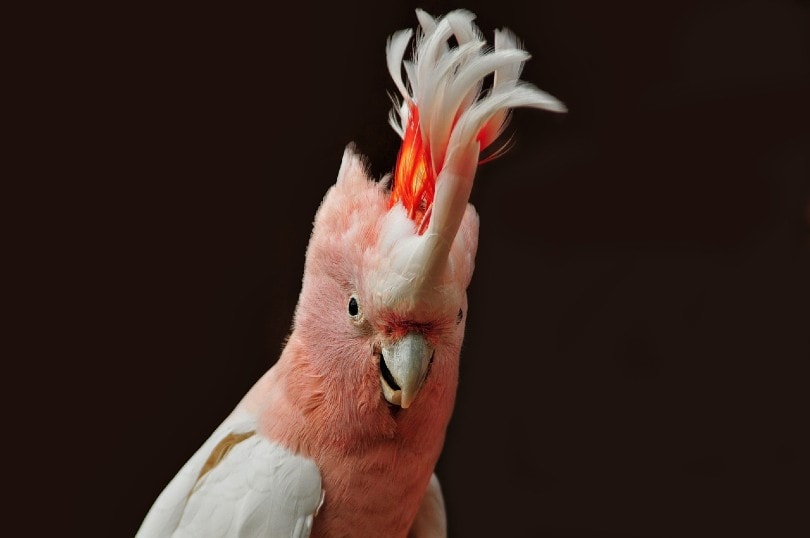 Major Mitchell’s Cockatoo