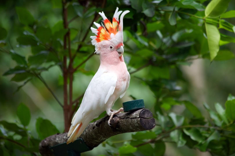 Major Mitchell's cockatoo