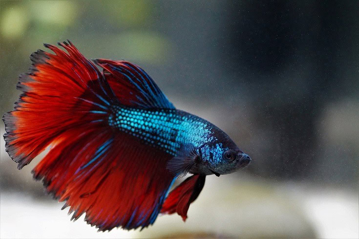 Male Betta