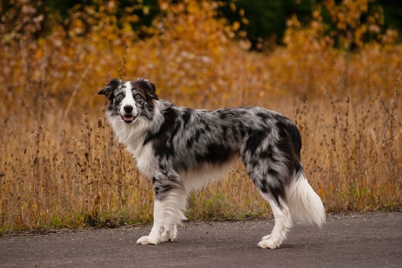 Border Collie_ForeverNaturalPhotography, Shutterstock