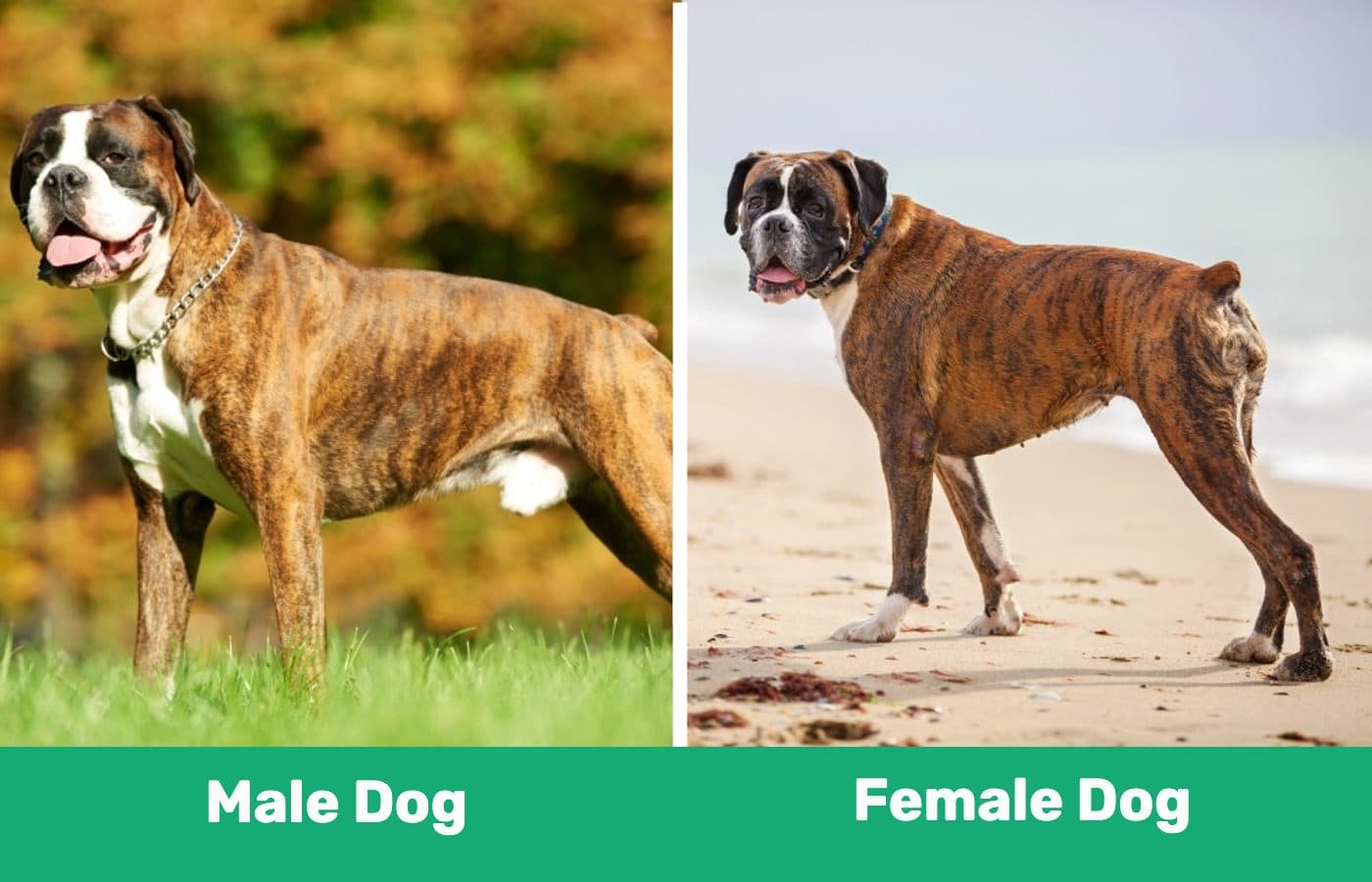 Male Dog vs Female Dog (1)