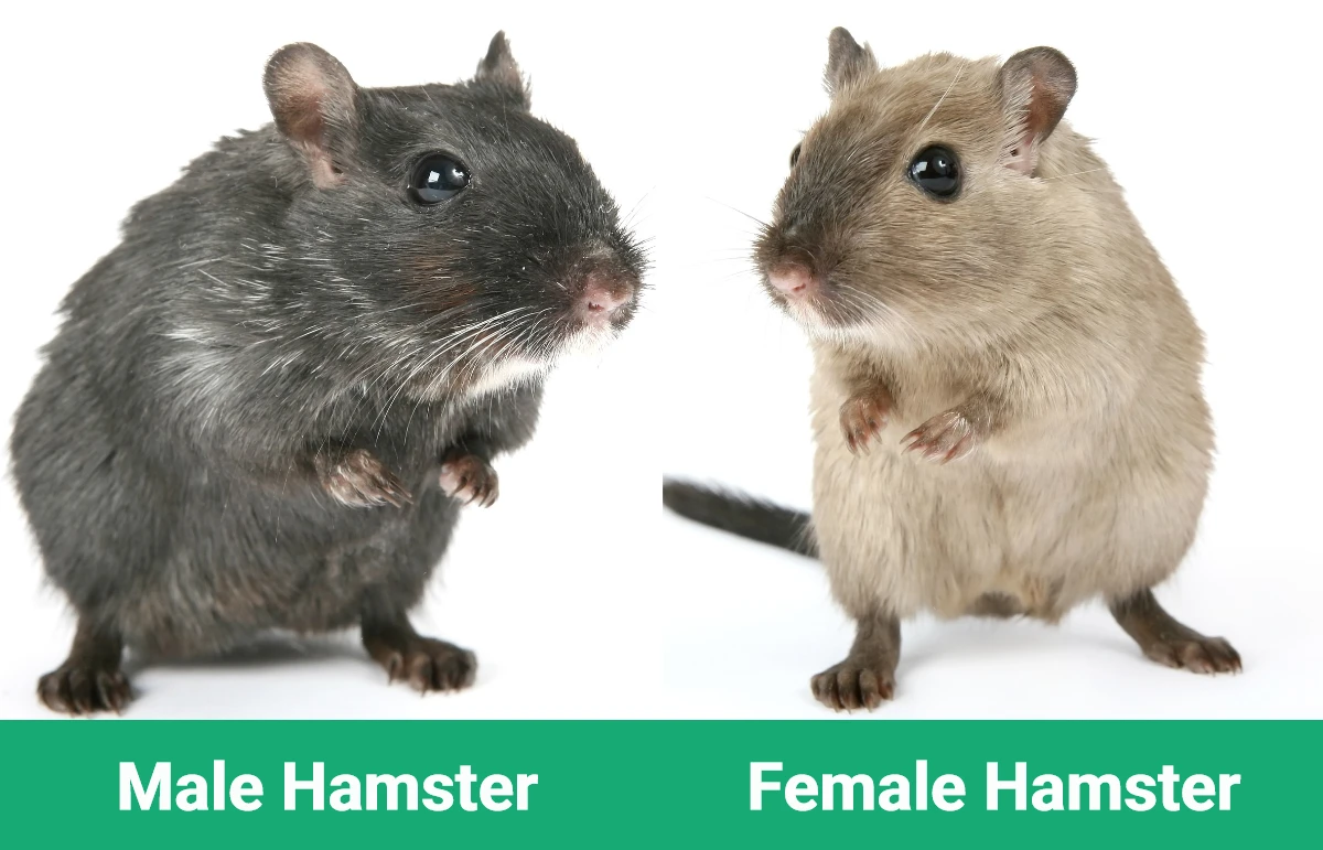 Male Hamster vs Female Hamster - Visual Differences