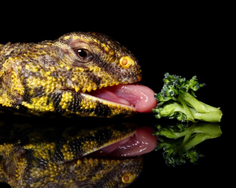 Male Niger Uromastyx about to eat a broccoli