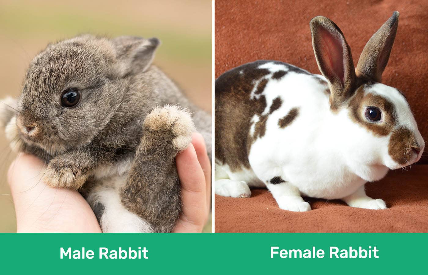 Male Rabbit vs Female Rabbit side by side