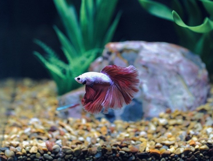 Male betta fish