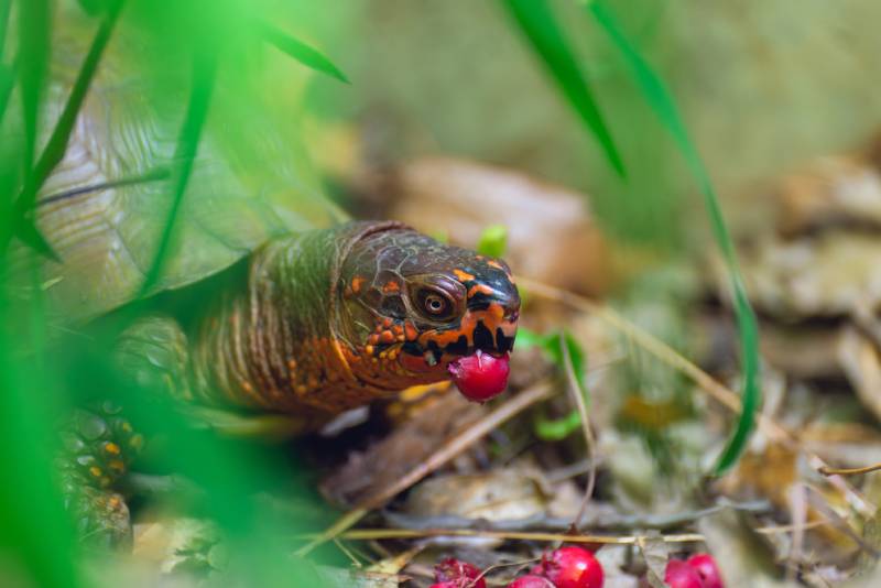 Male three-toed box turtle eating serviceberries