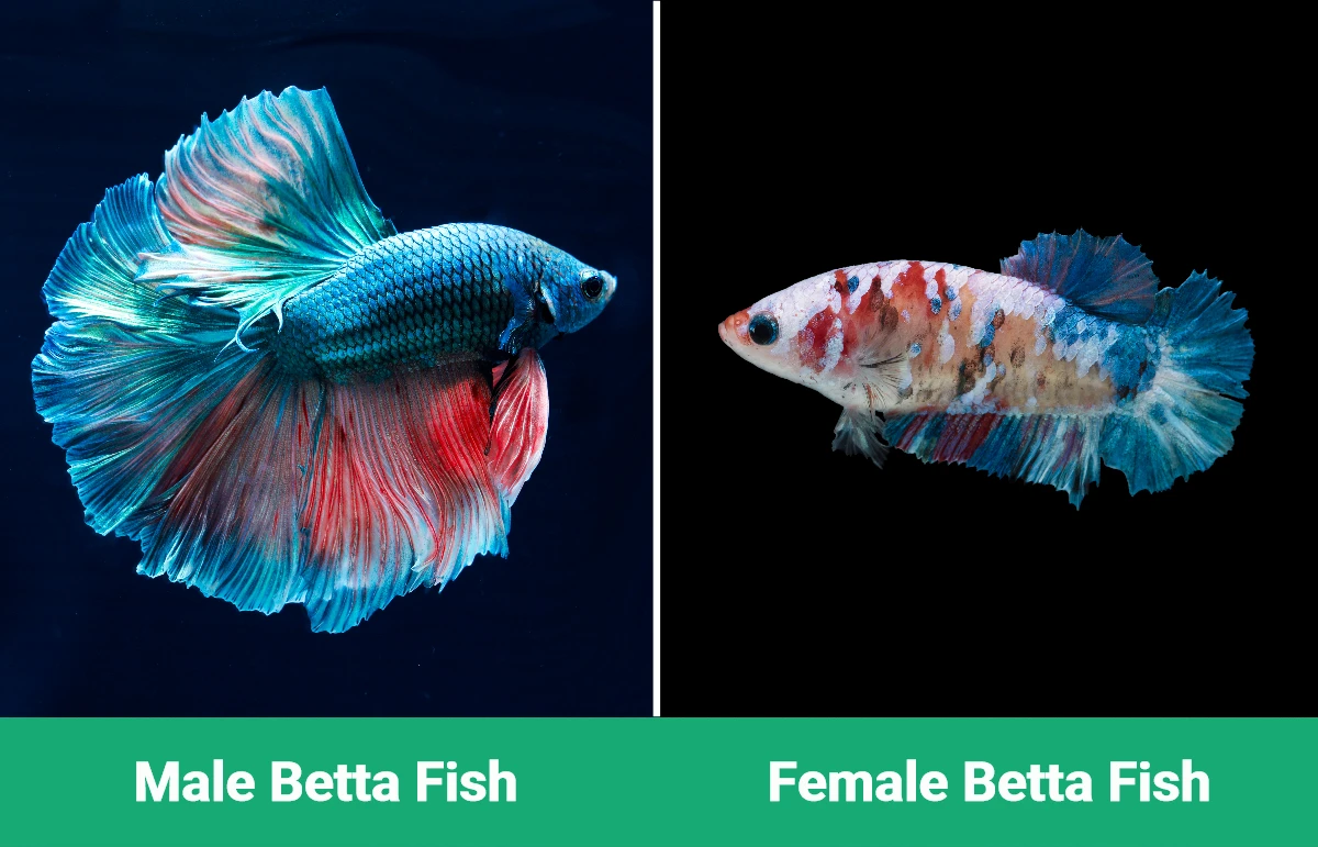 Male vs Female Betta Fish - Visual Differences
