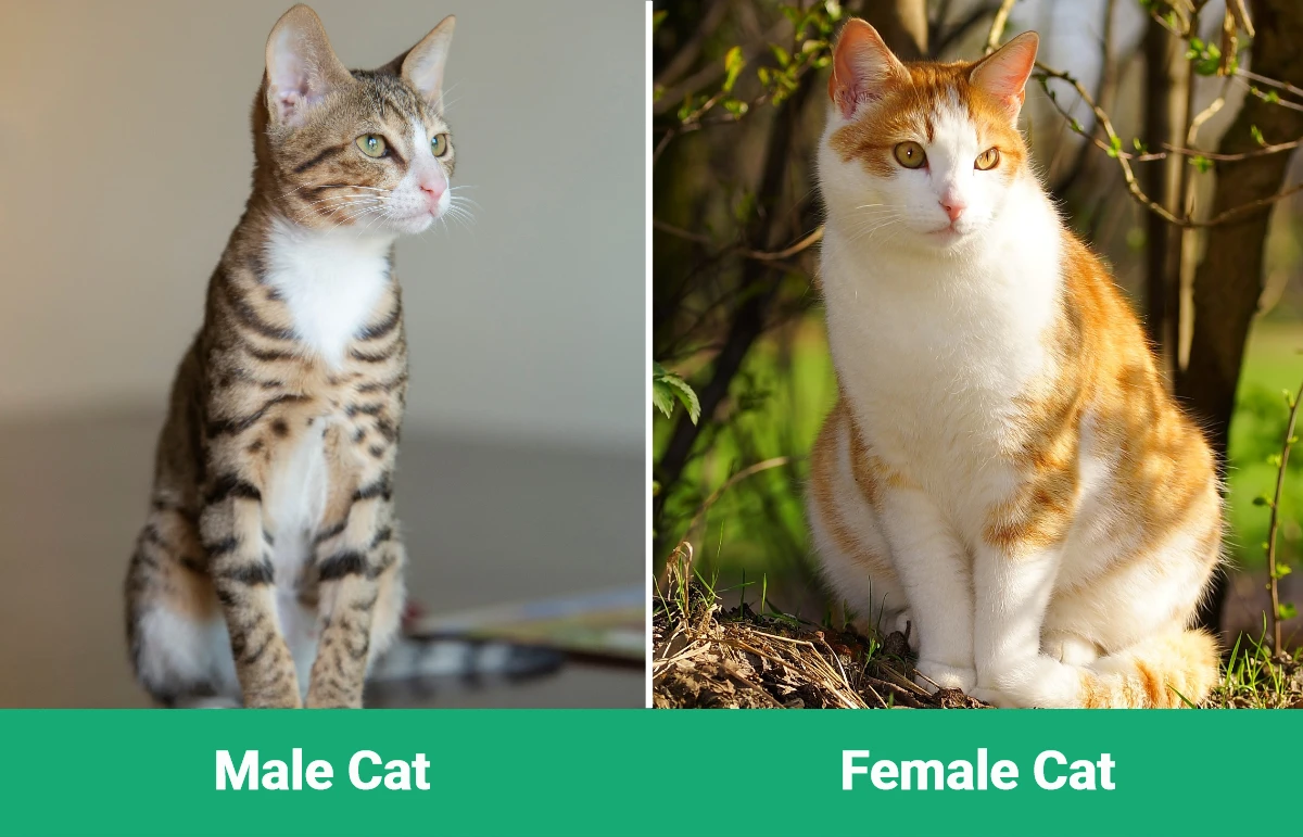 Male vs Female Cat - Visual Differences