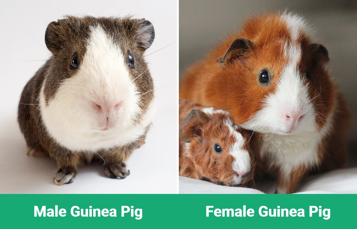Male vs Female Guinea Pig - Visual Differences