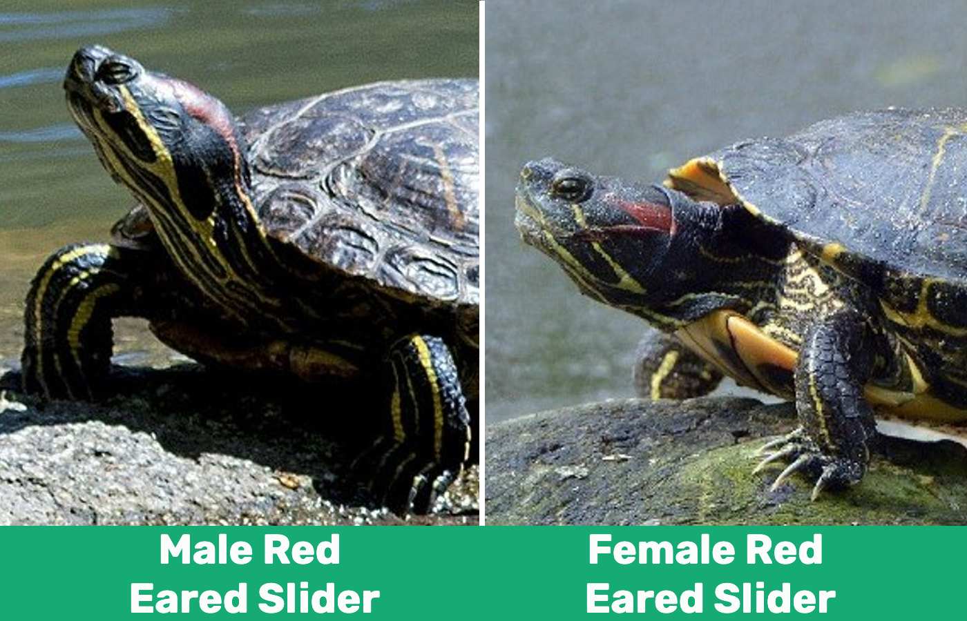 Male vs female red eared slider side by side