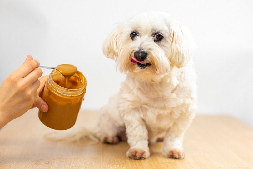 Maltese-bichon-eating-peanut-butter_Josfor_shutterstock