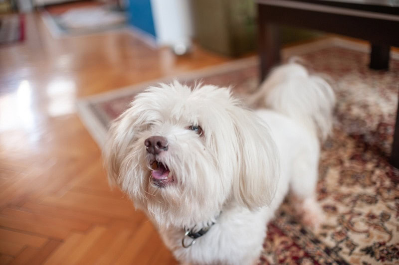 Maltese dog is patiently waiting to be fed