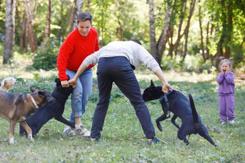 Man and woman breaking up a dog fight at the park