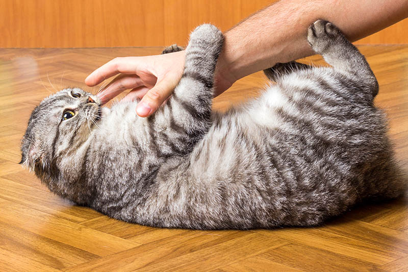 man hand is playing with a lovely cat