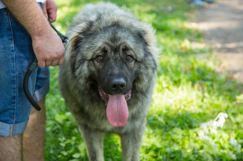 Man holding the leash of a Sarplaninac dog