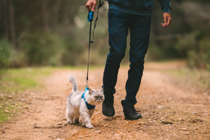 Man walking the cat on pet harness and leash