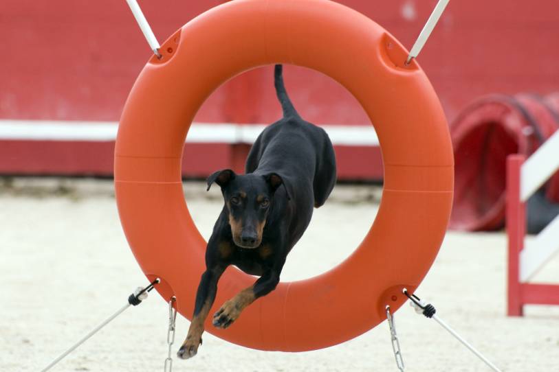 Manchester-Terrier-competition-of-agility