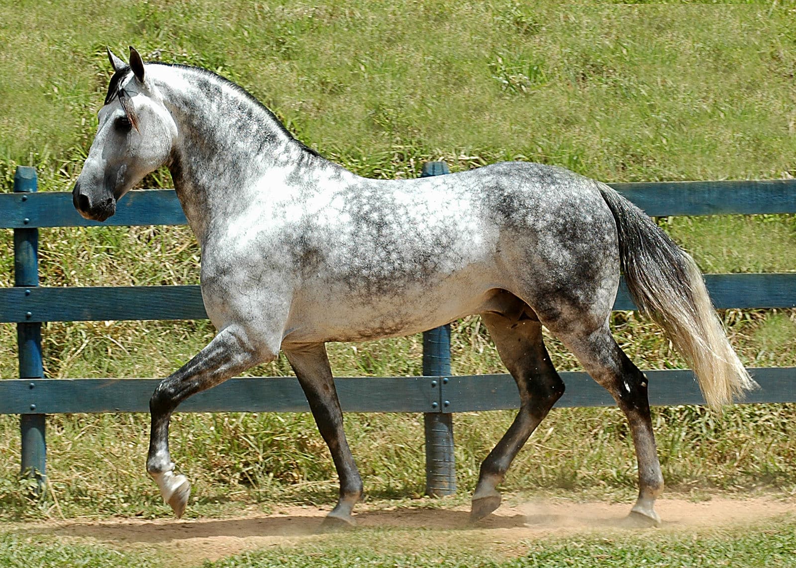 Mangalarga Marchador Horse