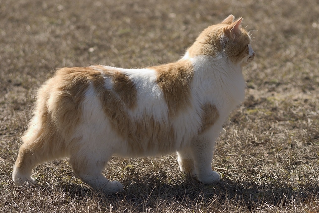 Manx Cat