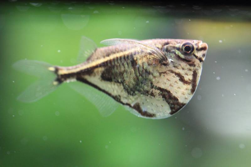 Marbled Hatchetfish from rivers of South America in the aquarium