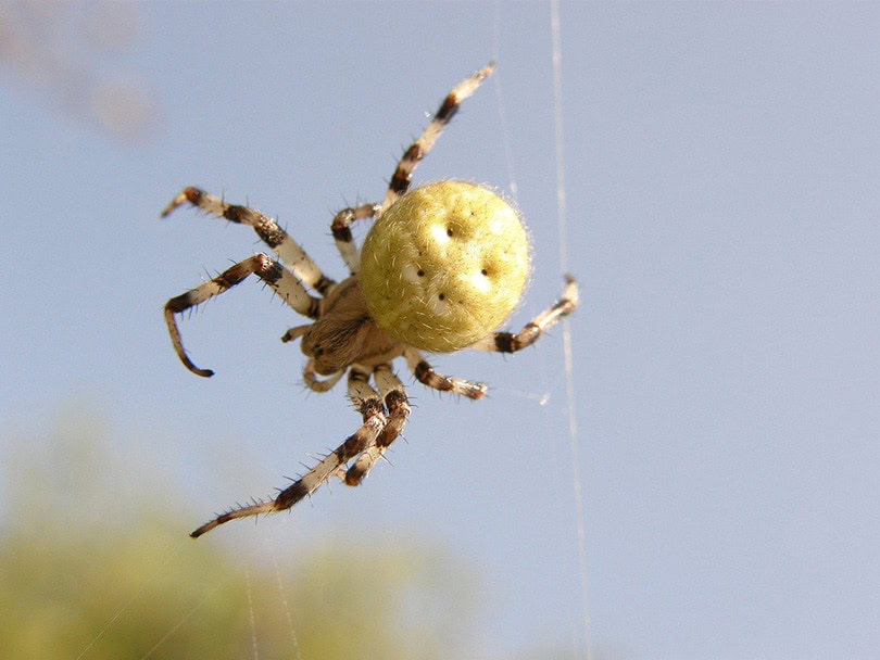 Marbled Orb Weaver (Araneus Marmoreus)