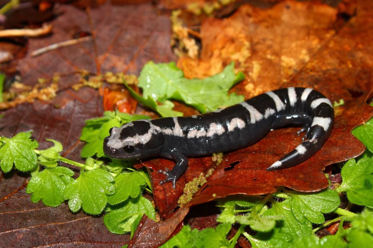 Marbled Salamander close up side view