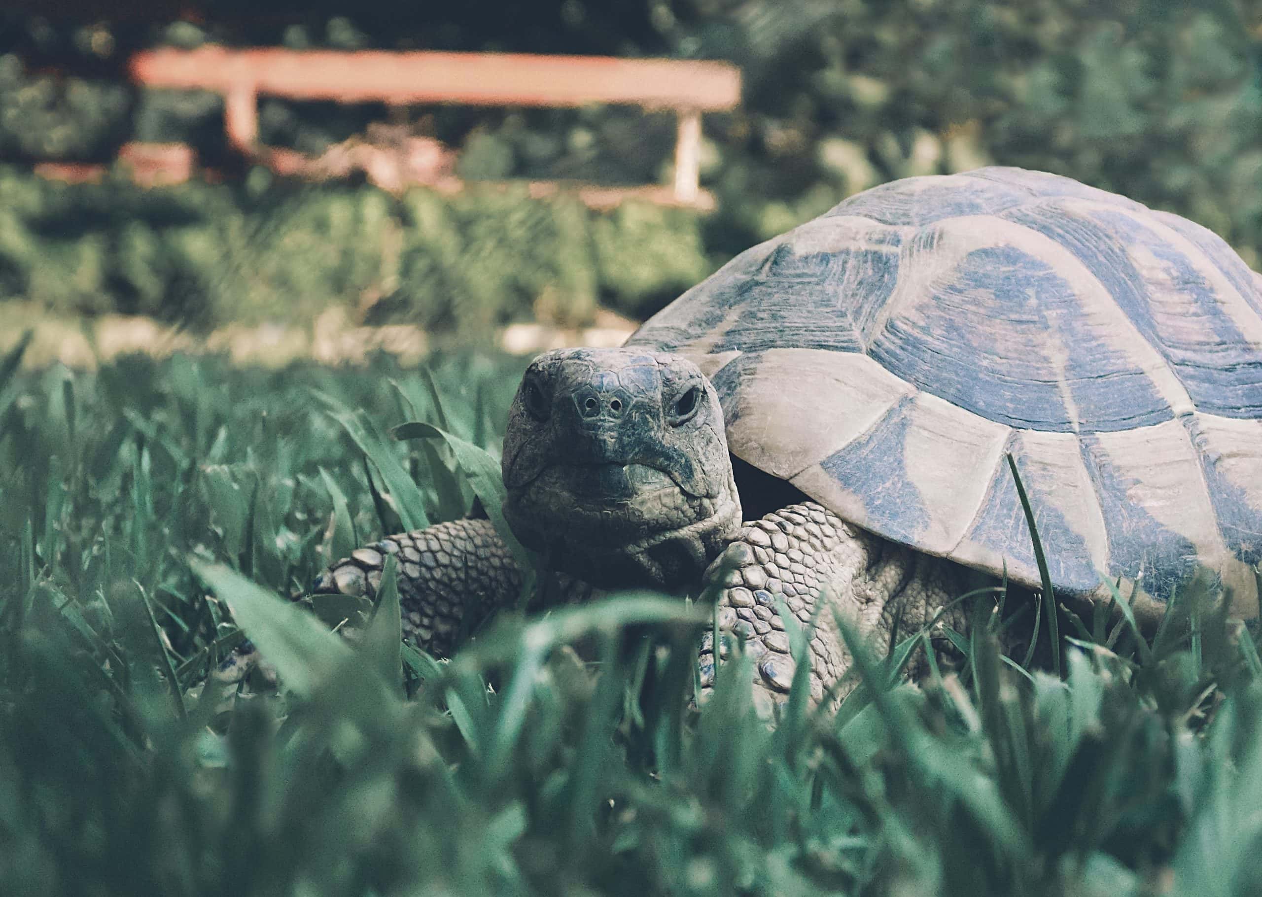 Marginated Tortoise-Unsplash