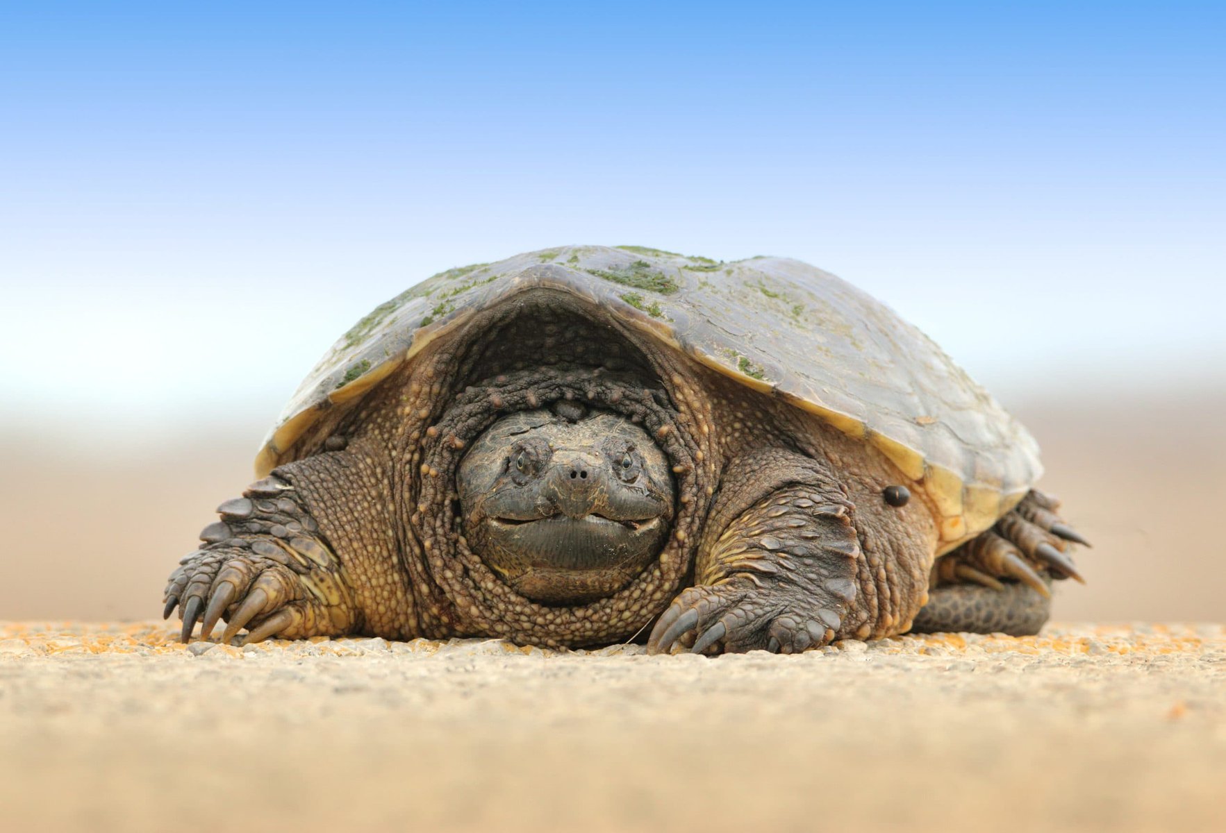Marginated Tortoise-Unsplash2