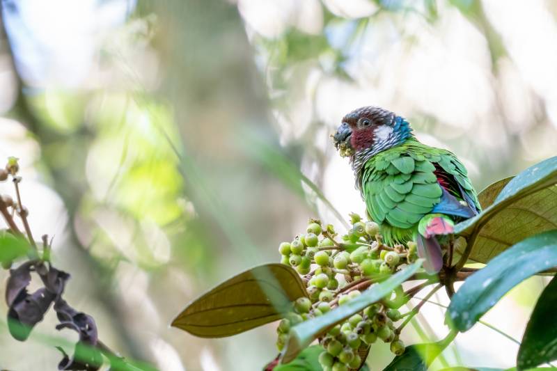 Maroon-faced Parakeet is eating in a tree