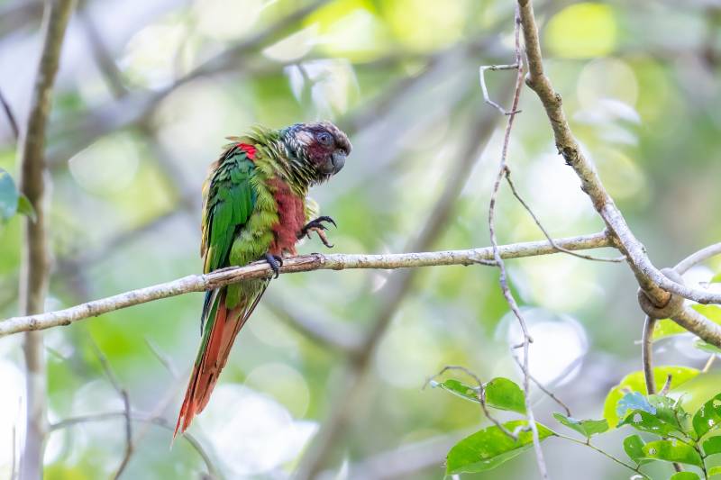 Maroon-faced Parakeet