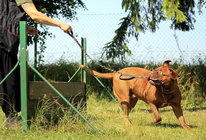 Mastiff on training