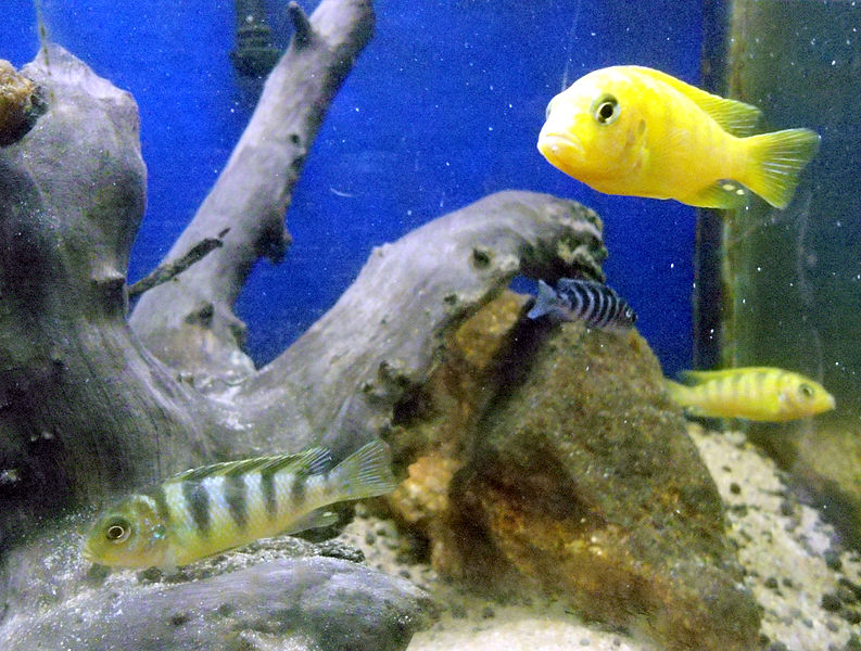 Maylandia lombardoi and Aulonocara sp Hybride at meenalokam 01