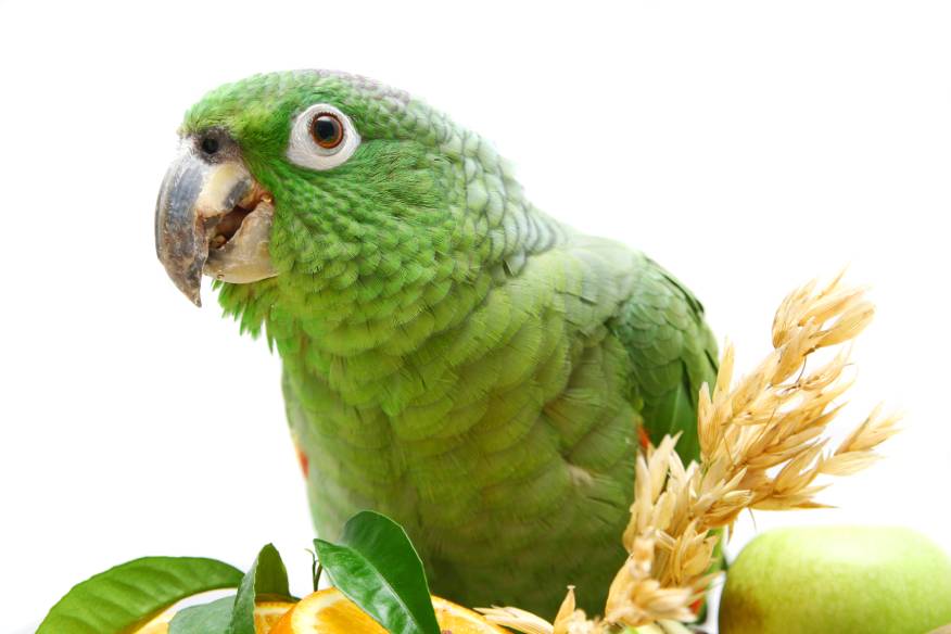 Mealy Amazon parrot eating oats_Rosa Jay_Shutterstock