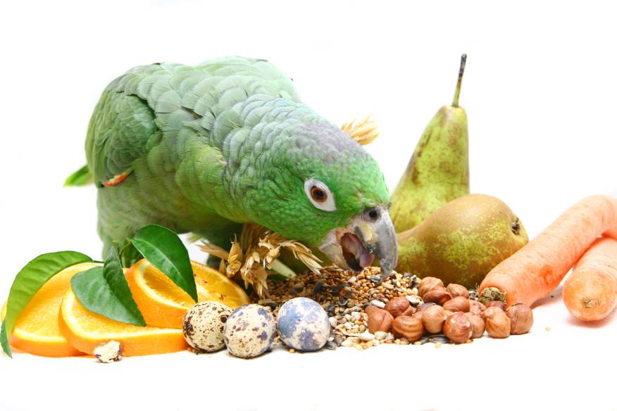 Mealy Amazon parrot eating_Rosa Jay, Shutterstock