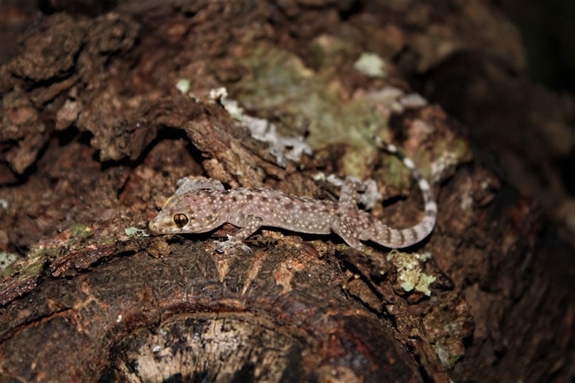 Mediterranean House gecko on tree