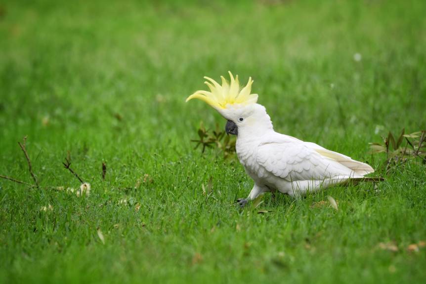 Medium Cockatoo side view_ Timothy Christianto_shutterstock